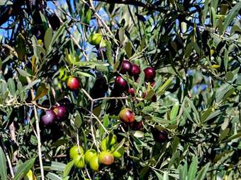 Ελαιόλαδο: Υποχώρηση 40% στην τιμή παραγωγού - Αυξημένη 50% η παραγωγή φέτος στη μεσογειακή λεκάνη