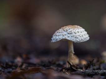 Μανιταρο-προορισμός φιλοδοξεί να γίνει η Αρναία Χαλκιδικής, με μανιταροσαφάρι και συνταγές με τρούφα