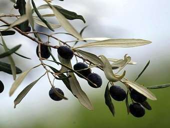 Δ. Σταμενίτης για Ελαιοκομικό Μητρώο: "Αναγκαίο βήμα που υπηρετεί το συμφέρον των ελαιοπαραγωγών"