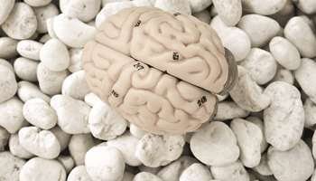 Οι ορμόνες του φύλου είναι και ορμόνες του εγκεφάλου