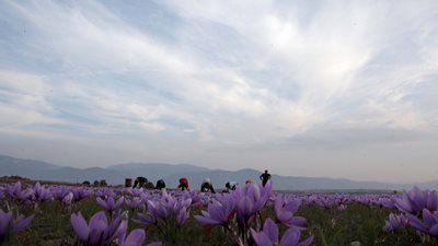 Kοζάνη: Χαμηλές και φέτος οι προσδοκίες για την παραγωγή κρόκου- Συμπλήρωμα διατροφής με κρόκο σύντομα στα φαρμακεία