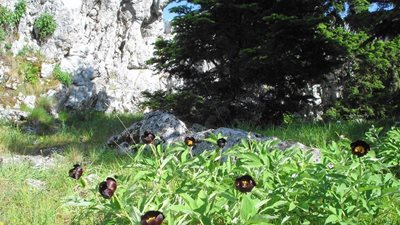 Απόθεμα Βιόσφαιρας της UNESCO ανακηρύχθηκε ο Πάρνωνας και το Ακρωτήριο Μαλέας