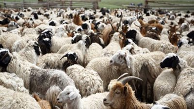 ΥΠΑΑΤ: Οδηγίες για τις μετακινήσεις αιγοπροβάτων ενόψει της εορταστικής περιόδου στο πλαίσιο των μέτρων αντιμετώπισης της ευλογιάς