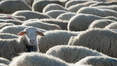 Γάλα: Η ευλογιά αδειάζει την "καρδάρα" - Το κρίσιμο δίμηνο για τη φέτα