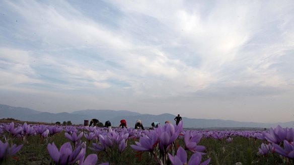 Kοζάνη: Χαμηλές και φέτος οι προσδοκίες για την παραγωγή κρόκου- Συμπλήρωμα διατροφής με κρόκο σύντομα στα φαρμακεία