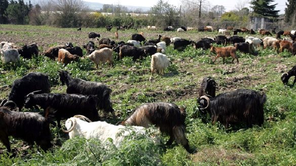 Ευλογιά αιγοπροβάτων: Συνεχίζονται οι εκτεταμένοι έλεγχοι για τα μέτρα βιοασφάλειας στις πληγείσες περιοχές