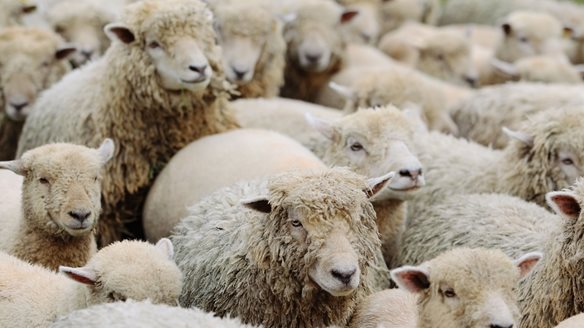 Σπ. Πρωτοψάλτης: Οικονομική στήριξη 187 εκατ. ευρώ σε κτηνοτρόφους που έχουν πληγεί από την ευλογιά μέχρι τέλος του έτους