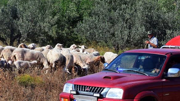 Νέα έκτακτη στήριξη 56 εκατ. ευρώ των κτηνοτρόφων λόγω ευλογιάς και πανώλης - Στα 180 εκατ. ευρώ η συνολική ενίσχυση