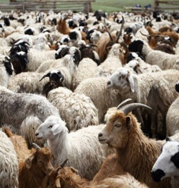 Νέα ενίσχυση 26 εκατ. ευρώ για αποζημιώσεις κτηνοτρόφων λόγω ευλογιάς