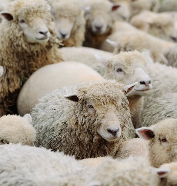 Ευλογιά αιγοπροβάτων: Παρατεταμένη επιζωοτία, αυστηρά μέτρα και τι ισχύει για τον εμβολιασμό και την ανασύσταση του ζωικού κεφαλαίου