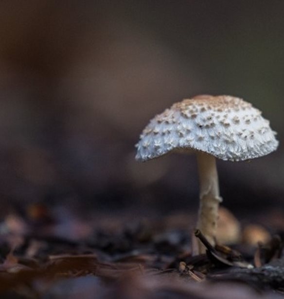 Μανιταρο-προορισμός φιλοδοξεί να γίνει η Αρναία Χαλκιδικής, με μανιταροσαφάρι και συνταγές με τρούφα