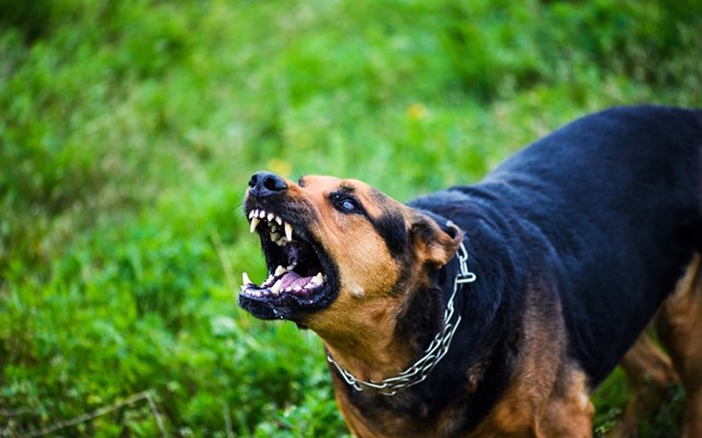 Ζάκυνθος: Νεκρό 2 ετών παιδί από επίθεση σκύλου