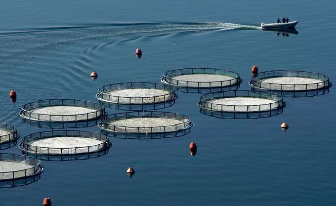 Πώς η Ελλάδα έχασε τον "θρόνο" της στα ψάρια