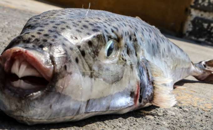 ÎÎÎÎÎÎ: Î ÏοÏÏÎ¬Î¸ÎµÎ¹ÎµÏ Î½Î± μειÏθεί ο ÏληθÏ
ÏμÏÏ ÏÏν λαγοκÎÏαλÏν