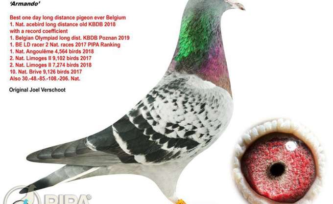 Ταχυδρομικό περιστέρι πουλήθηκε έναντι 1,25 εκατ. ευρώ