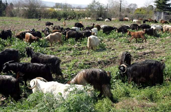 Αιγοπρόβατα 29.07.2024