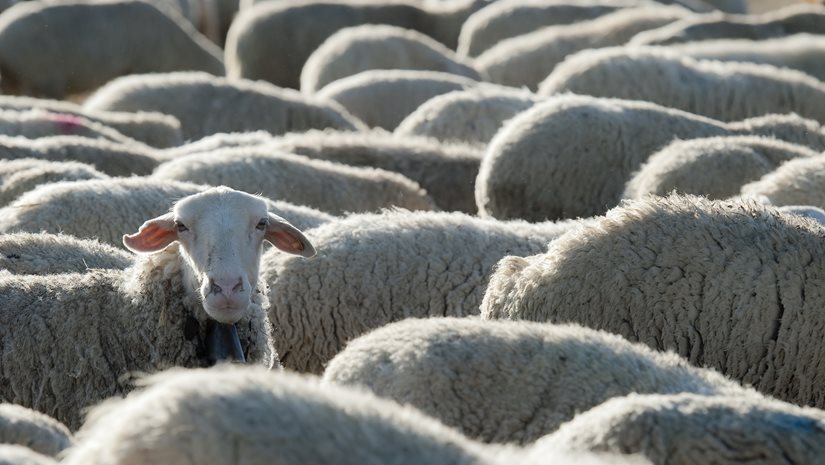 Γάλα: Η ευλογιά αδειάζει την "καρδάρα" - Το κρίσιμο δίμηνο για τη φέτα