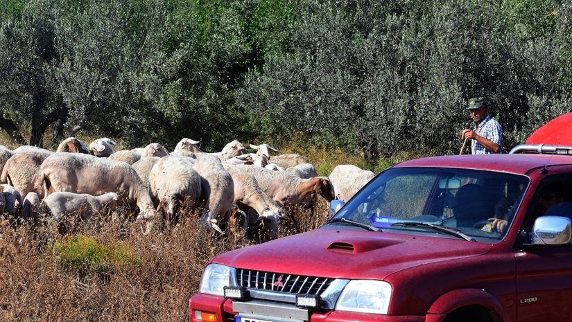 Νέα έκτακτη στήριξη 56 εκατ. ευρώ των κτηνοτρόφων λόγω ευλογιάς και πανώλης - Στα 180 εκατ. ευρώ η συνολική ενίσχυση