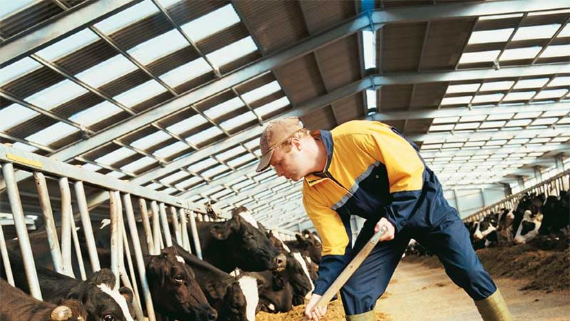 Νέα ενισχυμένη στήριξη των κτηνοτρόφων με 50% αύξηση της αποζημίωσης για ζωοτροφές